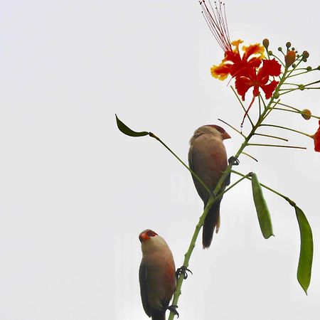 Casarao Da Fonte Daire São Luís Dış mekan fotoğraf